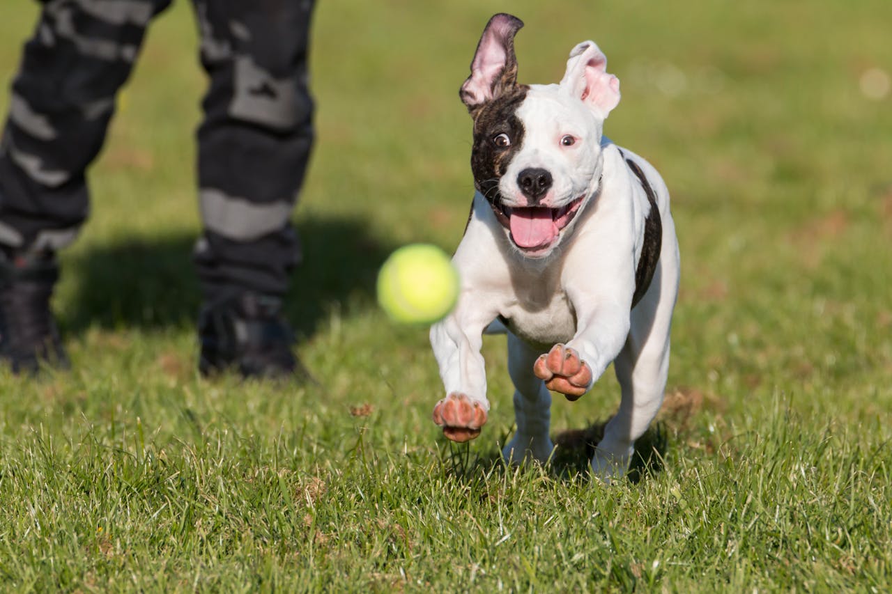 Playful American Bulldog joyfully chasing a tennis ball in a grassy area.